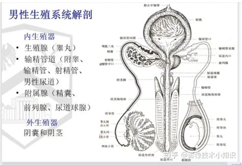 男人生殖|男性生殖系统结构